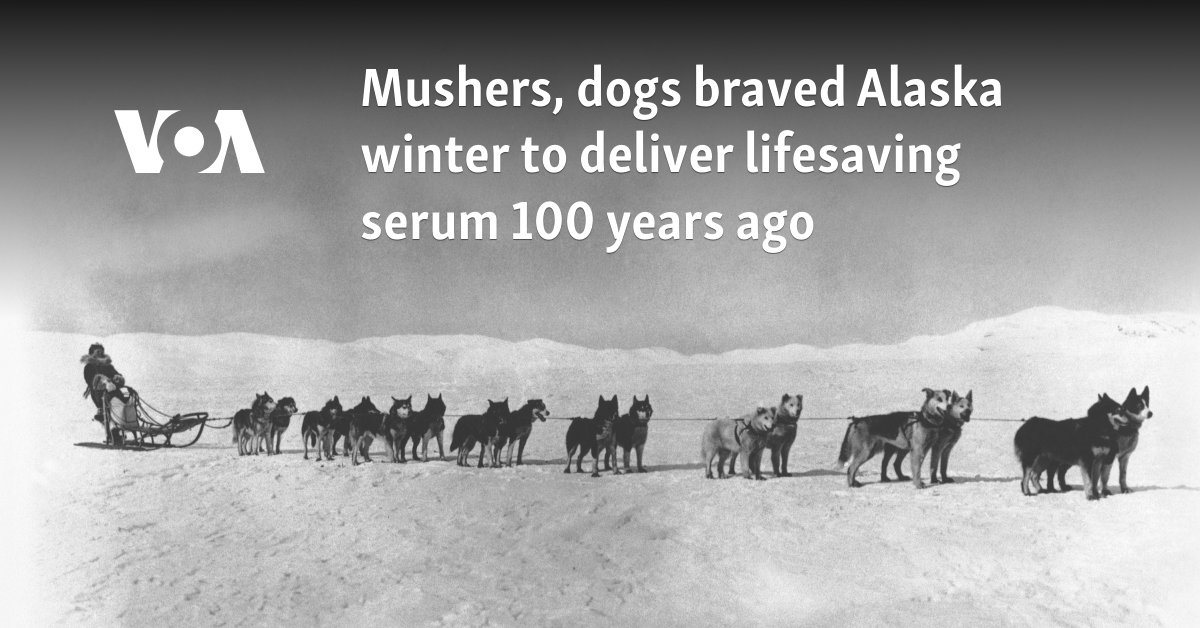 Mushers, dogs braved Alaska winter to deliver lifesaving serum 100 years ago