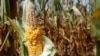 US Drought Impacts Global Food Security