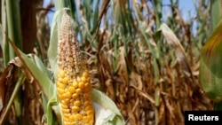 Corn plants struggle to survive in drought-stricken farm fields in Ferdinand, Indiana.