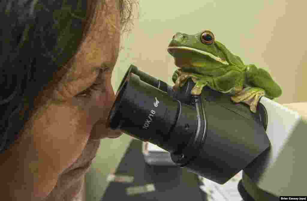 Cairns Frog Hospital president Deborah Pergolotti looks through a microscope under the watchful eye of a White Lipped Tree Frog, which has a damaged right eye, in the 'Frog Room' in Cairns, Queensland, Australia.