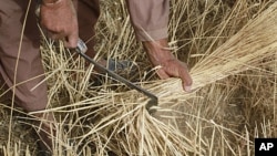 An Afghan farmer reaps wheat on his farmland on the outskirts of Kabul, June 28, 2011