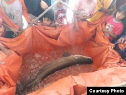 Ikan Arapaima yang tertangkap jadi tontonan warga (Foto courtesy: Ecoton).