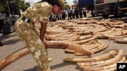 A Kenya Wildlife Service officer tests the weight of ivory tusks discovered at the Port of Mombasa in July 9, 2013.