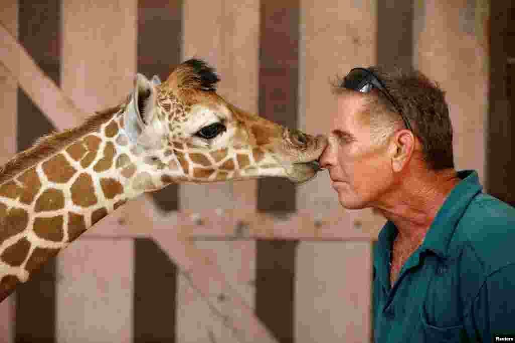 Penjaga taman Safari Guy Pear mendapat ciuman dari bayi jerapah yang baru berusia 5 hari di Ramat Gan, Israel.