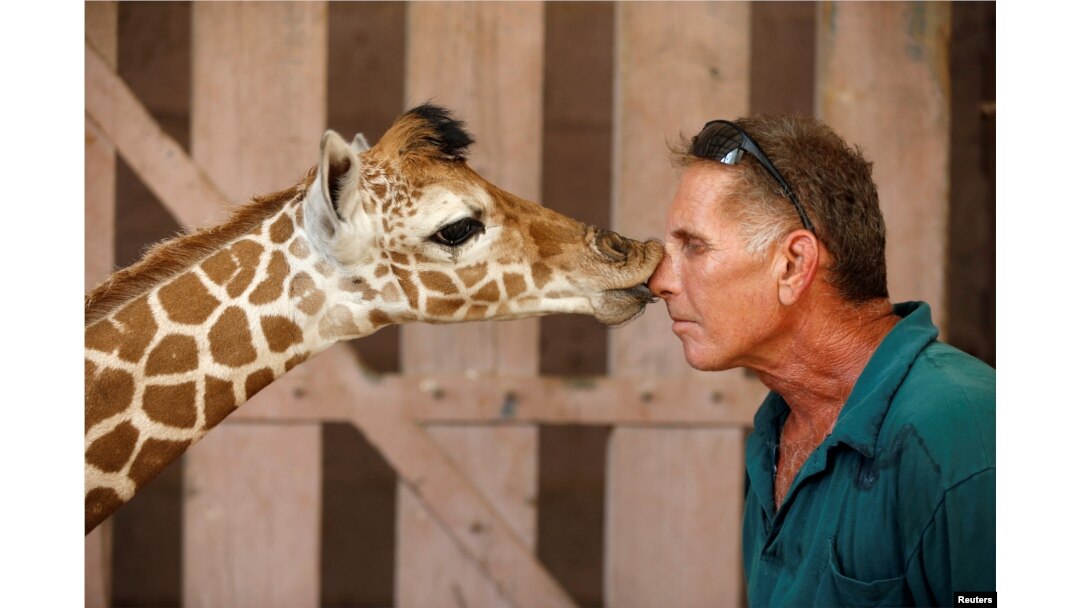 Safari keeper Guy Pear gets a kiss from a five-day-old reticulated giraffe, at an enclosure at the Safari Zoo in Ramat Gan, near Tel Aviv, Israel.