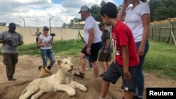 Tourists interact with a lion cub at the Lion and Safari Park near Johannesburg, South Africa, February 7, 2020. (Reuters/Tim Cocks)