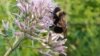Siete especies de abejas en peligro de extinción
