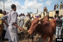 Cattle are pictured after being offloaded from a train at the Oko-Oba abattoir in Lagos, Nigeria, Sept. 3, 2016. (C. Stein/VOA)