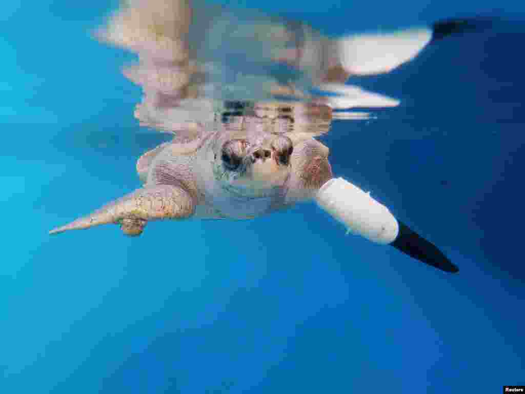 A female turtle named Goody tests out the first prosthetic flipper that will help other sea turtles injured from fishing gears to swim again, in Phuket, Thailand.