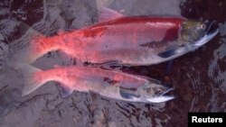 One additional year in the ocean makes a big difference in the size of salmon, as seen in these two female sockeye salmon from Pick Creek, Alaska. (Andrew Hendry/Handout via REUTERS)