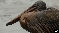 Un pélican victime de la marée noire de BP Deepwater Horizon sur la plage à East Grand Terre Island en Louisiane le 3 juin 2010. (AP Photo/Charlie Riedel, File)