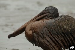 FILE - A Brown Pelican sits on the beach at East Grand Terre Island on the Louisiana coast after being drenched in oil from the BP Deepwater Horizon oil spill, June 3, 2010.
