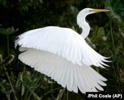 A white heron