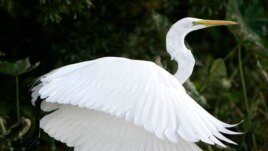 A white heron