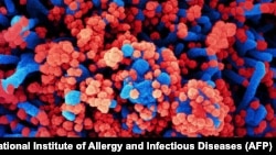 SARS-COV-2 ကိုရိုနာဗိုင်းရပ်စ်ပိုး။ (ဓာတ်ပုံ - National Institute of Allergy and Infectious Diseases / AFP - ဇူလိုင် ၂၈၊ ၂၀၂၀)