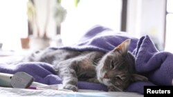 Kucing bernama Ivy, milik Robert Mihalik dan Leslie Newman sedang diperiksa oleh dokter hewan yang melakukan kunjungan rumah di tengah pandemi virus corona di Manhattan, New York, 31 Maret 2020.(Foto: Reuters)