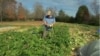 Hoa Kỳ: Nông dân mới vào nghề