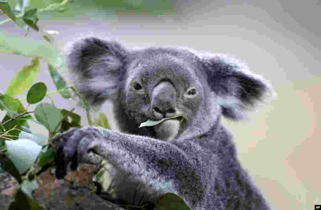 Một con gấu koala ăn lá bạch đàn trong chuồng ở Vườn thú Singapore, Singapore.