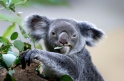 A koala feeds on eucalyptus leaves in its new enclosure at the Singapore Zoo, May 2015. (AP photo)