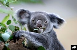 A koala feeds on eucalyptus leaves in its new enclosure at the Singapore Zoo, May 2015. (AP photo)