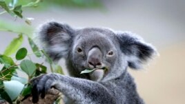 A koala feeds on eucalyptus leaves in its new enclosure at the Singapore Zoo, May 2015. (AP photo)