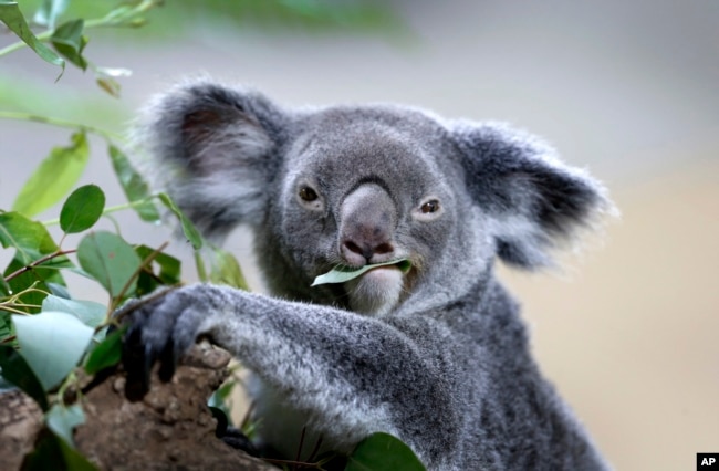 A koala feeds on eucalyptus leaves in its new enclosure at the Singapore Zoo, May 2015. (AP photo)