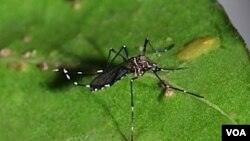 Nyamuk Aedes aegypti, penular virus demam berdarah (Foto: dok). Wabah penyakit ini tengah merebak di Peru dan menewaskan enam orang dan menulari 1.800 orang lainnya.