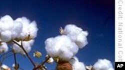 Cotton Producers in Mali Speak Out Against Climate Change
