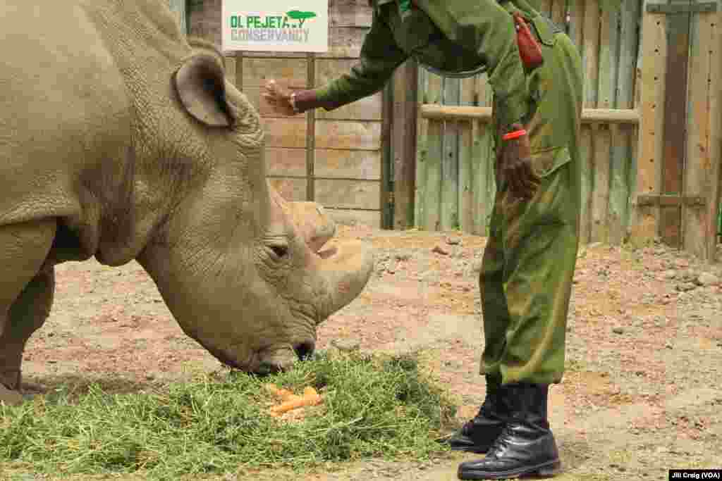 Sudan, the world’s last remaining male northern white rhinoceros, and his keeper at Ol Pejeta conservancy, Laikipia Plateau, Kenya, April 28, 2016. The conservancy is home to the last three white rhinos on Earth.