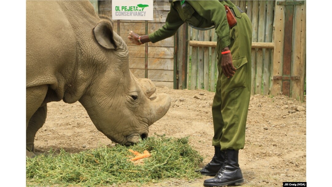 Sudan, poslednji mužjak severnog belog nosoroga sa svojim čuvarima u Ol Pađeta rezervatu, Laikipia Plateau, Kenija, 28. aprila 2018. Taj rezervat poslednje je stanište severnih belih nosoroga na svetu.