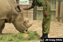 Sudan, posljednji mužjak sjevernog bijelog nosoroga sa svojim čuvarima u Ol Pađeta rezervatu, Laikipia Plateau, Kenija, 28. aprila 2018. Taj rezervat poslednje je stanište sjevernih bijelih nosoroga na svijetu.