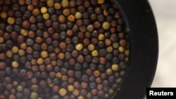 FILE - Samples of canola seed await testing in the near-infrared lab at Monsanto Canada's plant breeding center in Winnipeg, Manitoba, Canada, Feb. 12, 2018. 