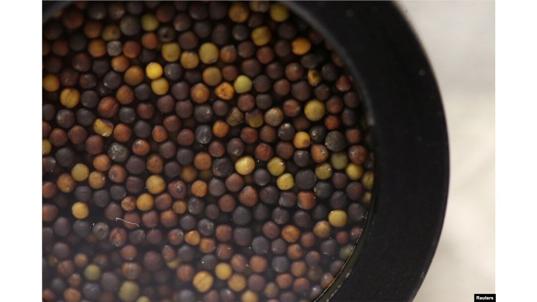 Biji-biji canola siap menjalani pemeriksaan di laboratorium di Winnipeg, Manitoba, Kanada (foto: ilustrasi).