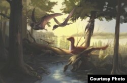Reconstruction of the Daohugou fauna featuring feathered dinosaurs, pterosaurs, early mammals and amphibians among others. Original artwork by Dr Julia Molnar. (Society of Vertebrate Paleontology)