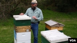 Beekeeper Mark Emrich checks his hives near Rochester, Wash., April 2013 (T.Banse/VOA).