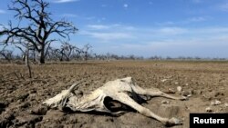 십수년 래 최악의 가뭄과 기록적인 무더위가 진행중인 아르헨티나-파라과이 접경지역에서 지난달 동물의 사체가 방치돼 있는 모습. (자료사진)