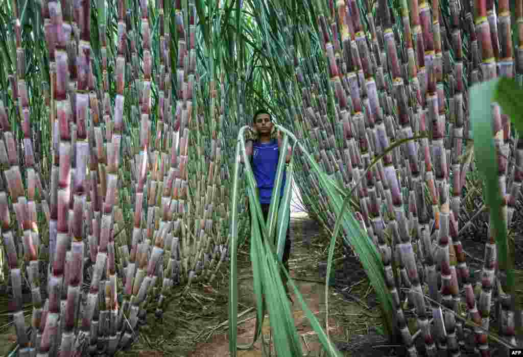 A Palestinian worker carries stalks at a sugar cane farm in the southern Gaza Strip city of Khan Yunis.