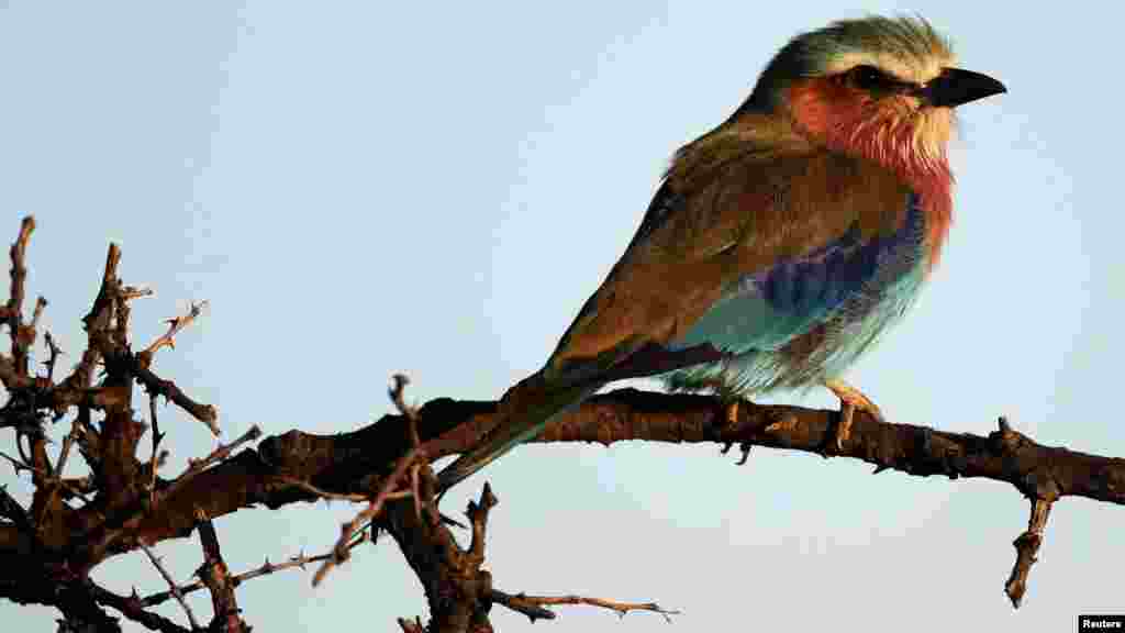 A Lilac-breasted roller is seen in the Naboisho Conservancy adjacent to the Masai Mara National Reserve in Kenya.