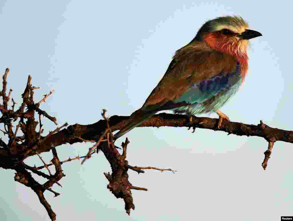 A Lilac-breasted roller bird is seen in the Naboisho Conservancy, next to Kenya&#39;s Masai Mara National Reserve. 