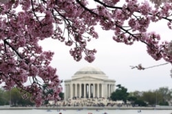 Влада Вашингтона спробувала обмежити потік туристів і місцевих до міст цвітіння вишні, подивитись на яке щороку приїздило 700 тисяч людей