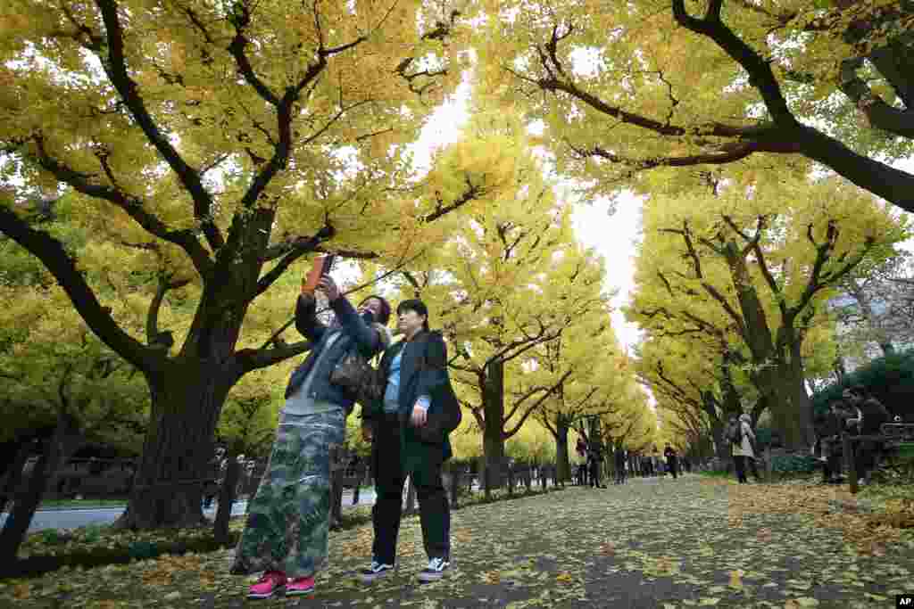 Dua perempuan mengambil foto selfie dengan latar belakang pohon-pohon ginkgo yang berdaun kuning saat musim gugur di taman Meiji Jingu, Tokyo, Jepang.