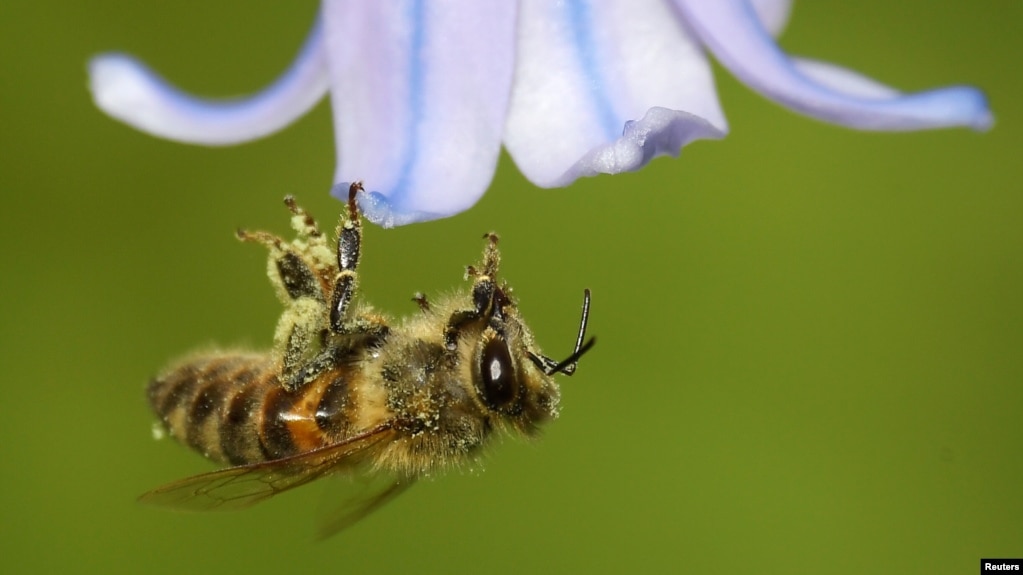 FILE - A bee covered with pollen hooks itself onto a petal of a bluebell in a garden. (REUTERS/Toby Melville)