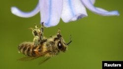 FILE - A bee covered with pollen hooks itself onto a petal of a bluebell in a garden. (REUTERS/Toby Melville)