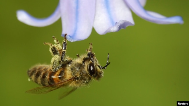 FILE - A bee covered with pollen hooks itself onto a petal of a bluebell in a garden. (REUTERS/Toby Melville)