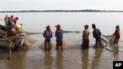 Cambodian fishermen move their fishing net from the Mekong River as they catch fish at the outskirt of Phnom Penh, file photo. 