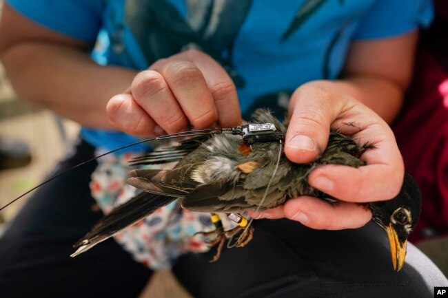 Emily Williams memasangkan tag satelit Argos ke burung robin Amerika, di Silver Spring, Md, Sabtu, 24 April 2021. (AP)