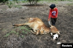 A boy touches the horn of a dead cow at the El Rosario farm in San Francisco Libre town August 19, 2014. According to a recent report by the Famine Early Warning Systems Network (FEWS NET),