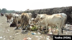 Sapi pemakan sampah di Solo (Foto: VOA/Yudha)