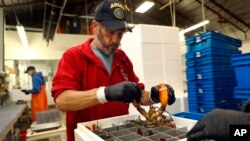 Jeff Leach mengemas lobster untuk dikirim ke Hong Kong di The Lobster Company, Arundel, Maine, AS, 11 September 2018. (Foto: dok).