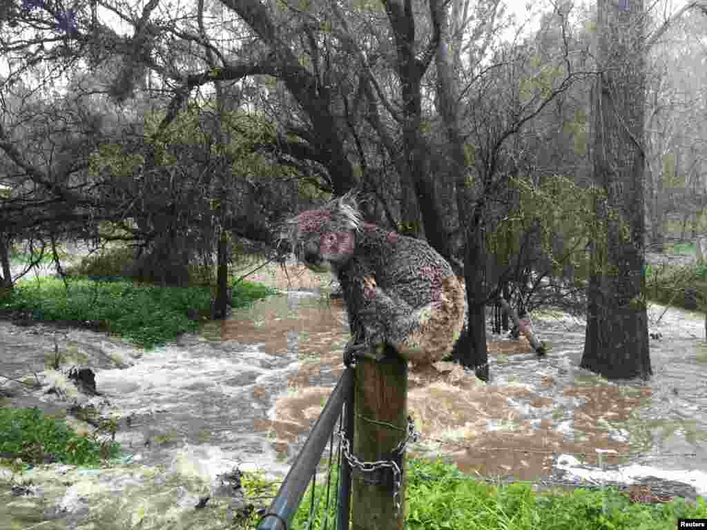 A koala soaked by floodwaters sits atop a fence post to escape the deluge in the town of Stirling in the Adelaide Hills of South Australia, Sept. 14, 2016.